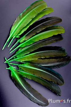 Paon bleu - 30-40 cm - lime-brun